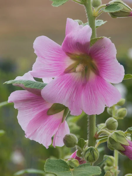 Tremiere rosa - alcea rosea — Foto de Stock