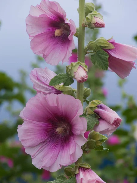 Rosa tremiere - alcea rosea — Foto Stock