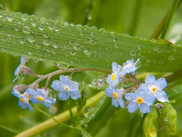 Myosotis Haute Loire Franciaországban — Stock Fotó