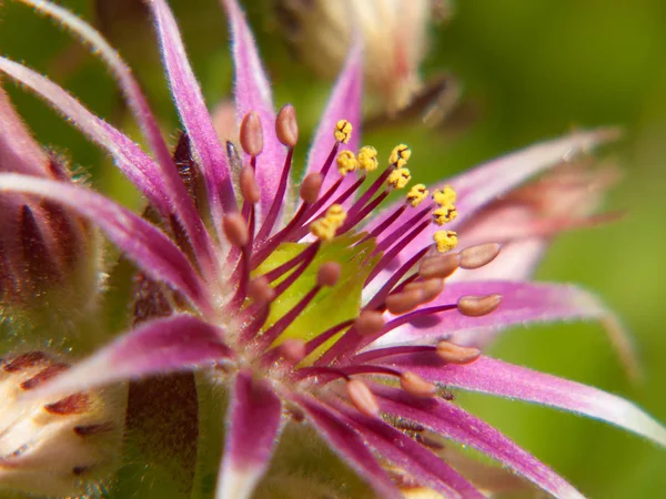 Haute Loire, Fransa 'da sempervivum