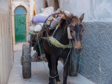 Essaouira in maroc in afrique