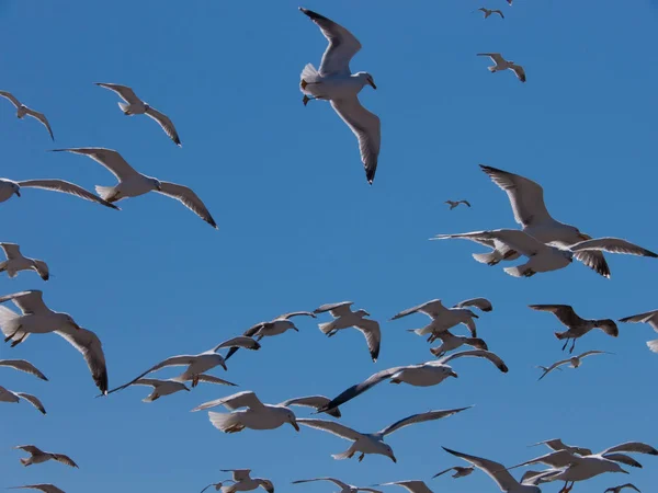 Essaouira Maroc Afrika — Stockfoto