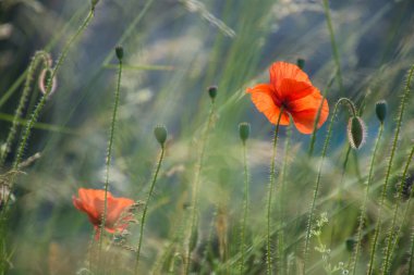 papaver rhoeas, drome, France