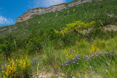 Meşe Truffier, Drom, Fransa