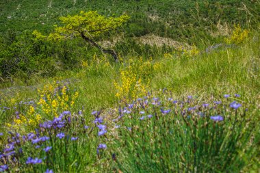 Meşe Truffier, Drom, Fransa