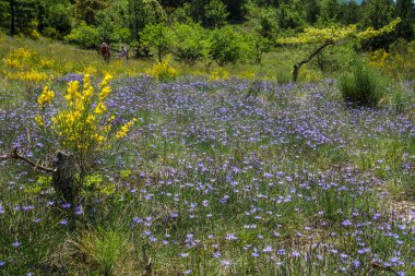 Meşe Truffier, Drom, Fransa
