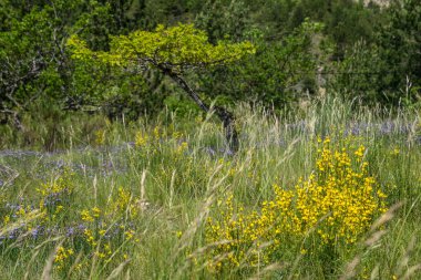 Meşe Truffier, Drom, Fransa