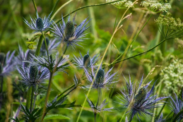 Eryngium Alpinum Pass Jaman Swiss — Stock Photo, Image