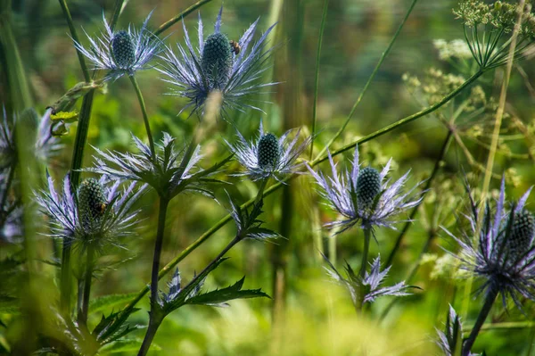 Eryngium Alpinum Pass Jaman Swiss — Stock Photo, Image