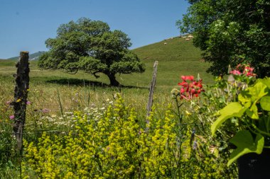 park naturel bölgesel des volcan d 'auvergne