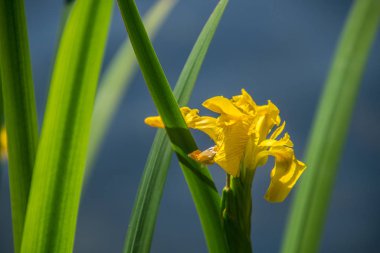 park naturel bölgesel des volcan d 'auvergne