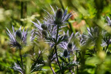 Eryngium alpinum, Jaman geçidi, İsviçre