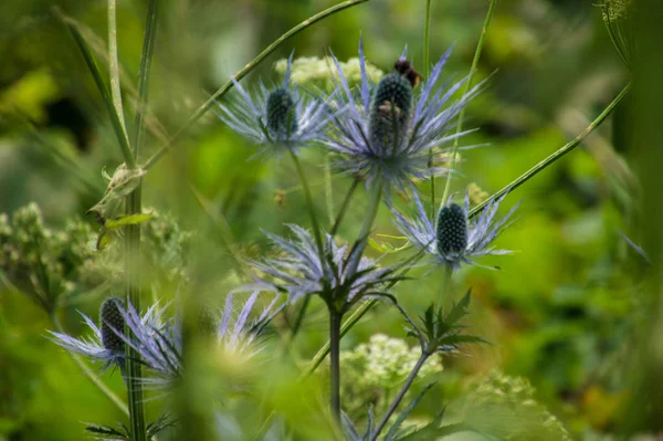 Eryngium Alpinum Jaman Geçidi Sviçre — Stok fotoğraf