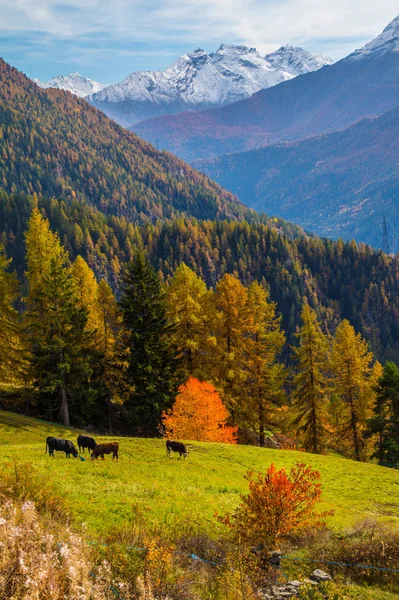 Landschap van de Italiaanse Alpen in de herfst — Stockfoto