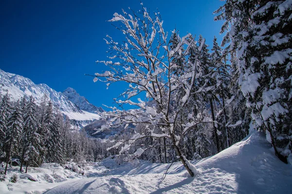 Argentiere Chamonix Haute Savoie Frankrijk — Stockfoto