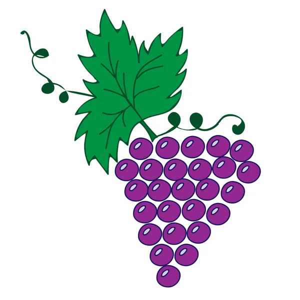 Beyaz arka plan üzerinde yaprakları ve üzüm çizim ile asma