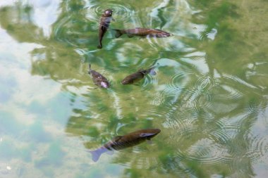 Güzel temiz su beş balık