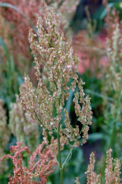 Çiçek kuzukulağı seçici ile bulanıklık arka plan üzerinde duruldu