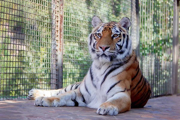 Velký tygr v zoo — Stock fotografie