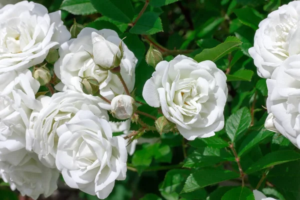 Brunch med vit ros blomma och gröna blad — Stockfoto