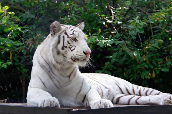Weißer Tiger auf den grünen Bäumen Brunch Hintergrund — Stockfoto