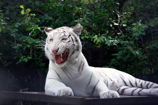 Zlý tygr bílý tygr na pozadí zelených stromů pozdní snídaně — Stock fotografie