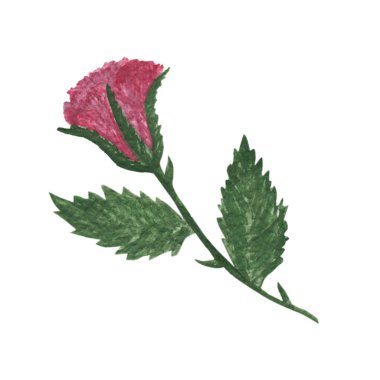 Güzel gül çiçek suluboya el boyalı