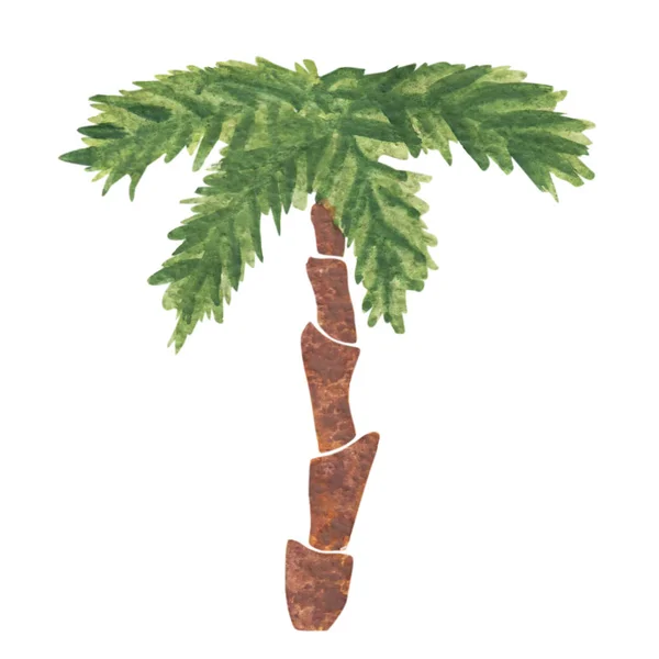 Aquarelle palmier peint à la main isolé sur fond blanc — Photo