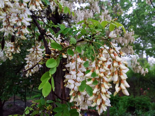 Белые Цветы Акации Закрываются Весеннее Цветочное Дерево Акации Природный Фон — стоковое фото