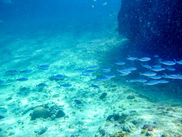 Fish trip in Seychelles underwater — Stock Photo, Image