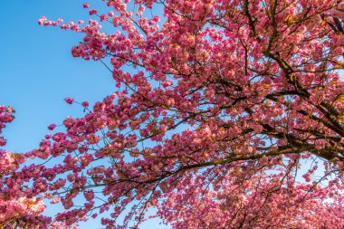 Kiraz ağacı Sakura ilkbaharda mavi gökyüzünde