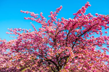 Bahar aylarında mavi gökyüzünde Canlı kiraz ağacı Sakura