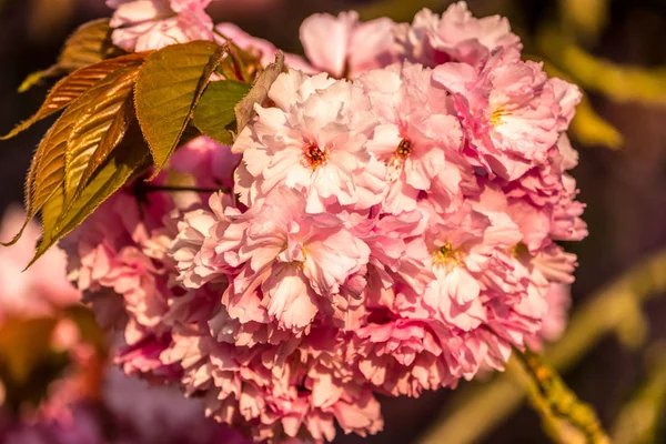 日の出時に水滴が落ちる桜の花マクロ — ストック写真