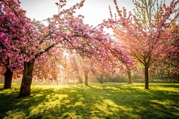 Cherry flowers garden illuminated with sunrise beams — Stock Photo, Image