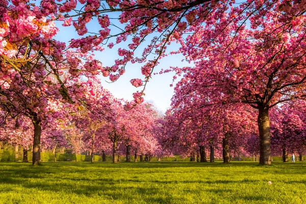 Lebendiges Kirschbaumfeld im Frühlingssonnenaufgang Stockbild