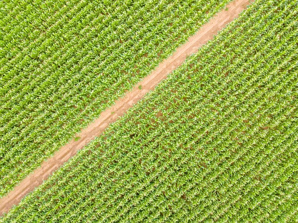 Widok z lotu ptaka ścieżki przez kultury pola kukurydzy — Zdjęcie stockowe