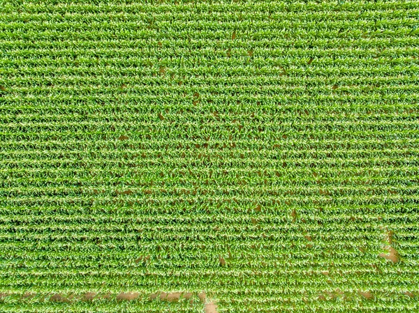 Вид с неба культуры кукурузного поля — стоковое фото