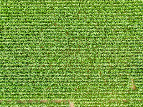 Blick vom Himmel auf eine Maisfeld-Kultur Stockfoto