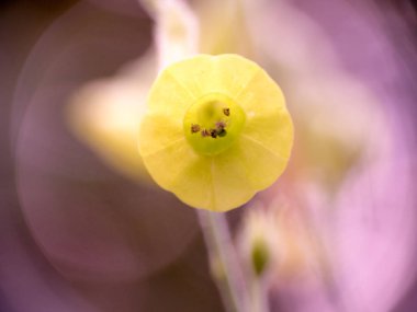 Makro görünümü üzerinde sarı çiçek