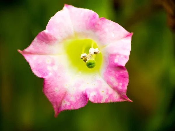 Macro Vista Sobre Flor Silvestre Rosa Con Núcleo Verde —  Fotos de Stock