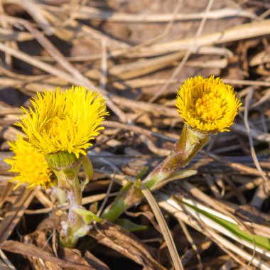 Tussilgo farfara çiçeği bayat otların arka planında, ilkbaharın başlarında