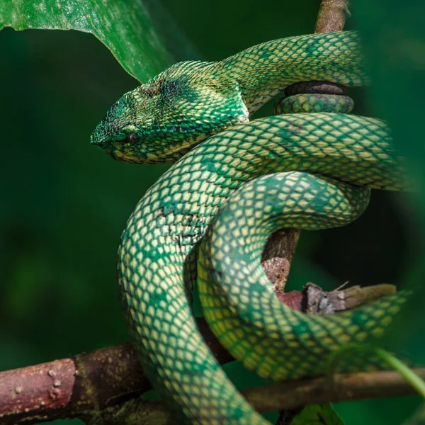 Pit Viper Zelený Had Borneo Bako Park — Stock fotografie