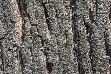 Çok belirgin bir dokusu olan bir ağaç kabuğunun yakın plan fobisi. Yosun ile ağaç kabuğu dokusu. Tasarımcı için yatay arkaplan