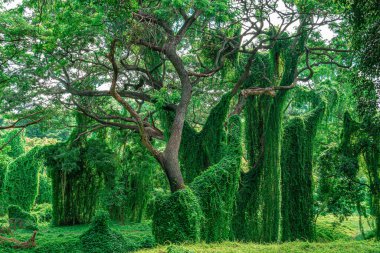 Sarmaşık ve sarmaşıklarla sarmalanmış büyük ağaçlar, orman, Almendares Parkı, Havana, Küba