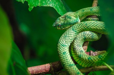 Green insularis pit viper snakes in the jungle, in natural habitat, horizontal clipart