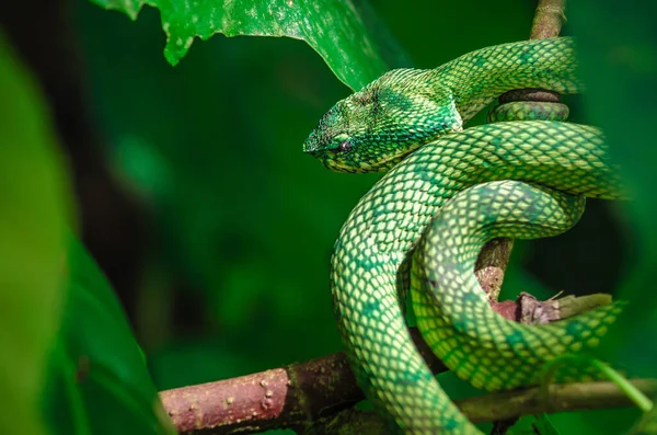 Zelení Hadi Džungli Přírodním Prostředí Horizontální — Stock fotografie