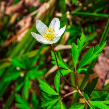 Ormanda beyaz çiçek, beyaz şakayık nemorosa çiçeği