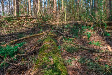 Ormanların zemininde devrilmiş çam ağaçları yavaşça çürüyor ve yaşam döngüsüne geri dönüyor.