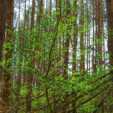 Çam ormanında güneş ışığı