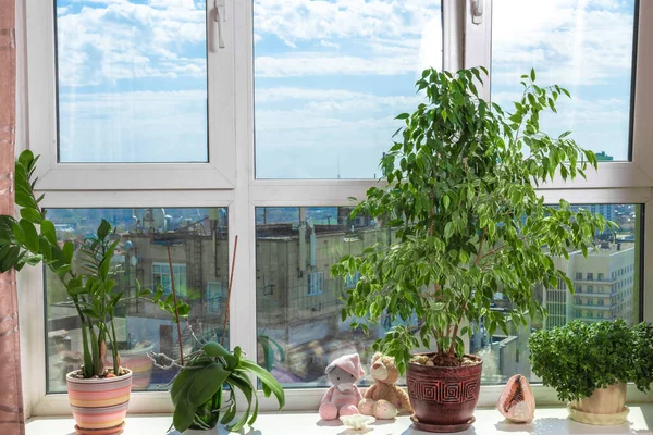 The stylish interior of home garden on the window sill, blue sky in the window